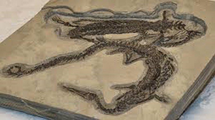 MPF obtém apreensão de 60 fósseis brasileiros na Alemanha para serem devolvidos ao Brasil