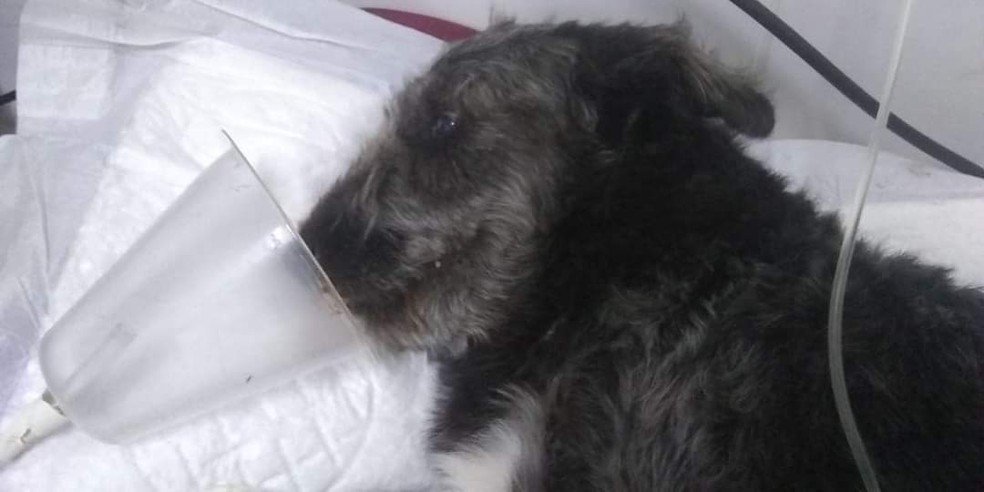 Cão salva menina ao lutar com cobra e acaba internado: 'Herói'