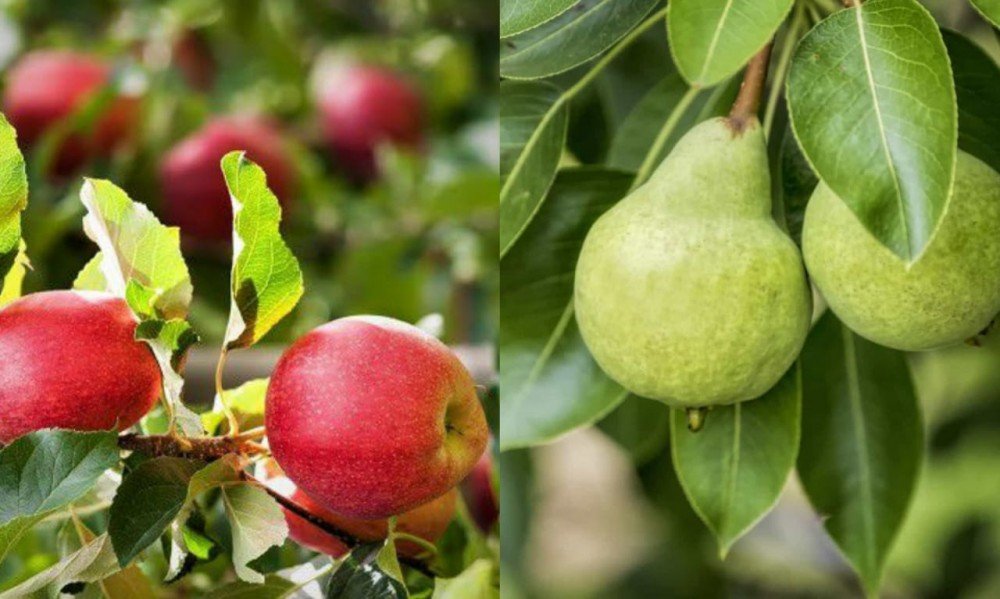 Plantar maçã e pera no sertão é o próximo projeto da Secretaria de Desenvolvimento Econômico da Bahia.