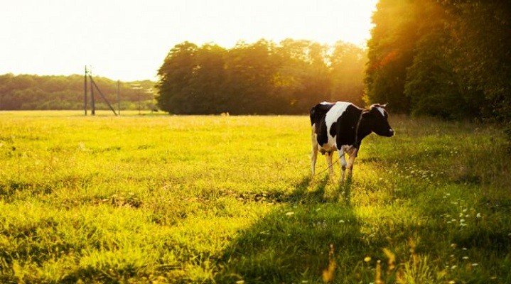 Vozes líderes pedem ações efetivas contra a ilegalidade no campo