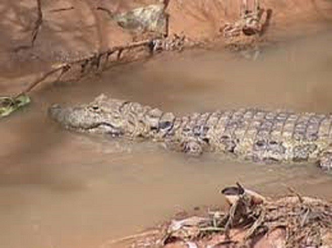 Jacaré ataca e mata mulher que nadava próximo de flutuante
