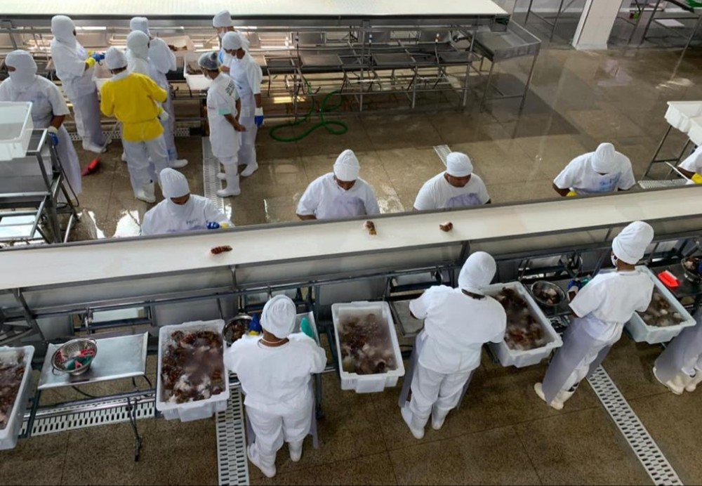 Setor de Pescados prevê investimentos de R$ 214,6 milhões em unidades industriais na Bahia