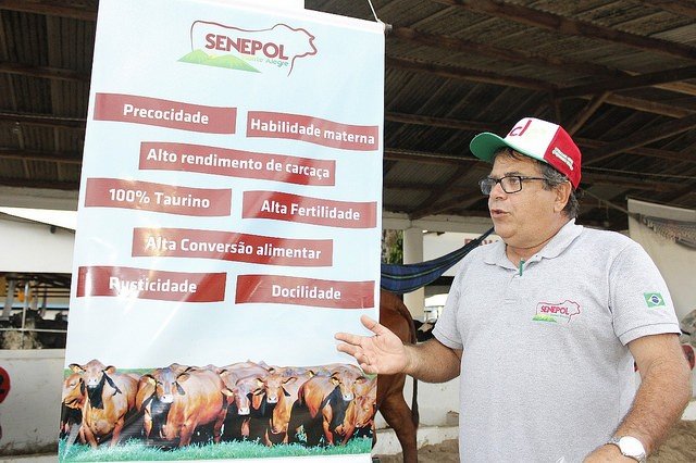 20ª Expo Alagoinhas mostra inovação na criação de gado com exposição da raça Senepol