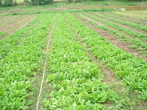 Pelourinho ganha Feira Agroecológica a partir desta quinta-feira