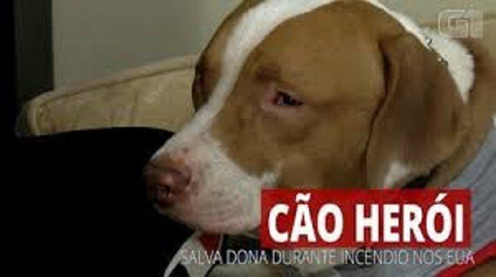 Cachorro salva a vida de dona durante incêndio nos EUA